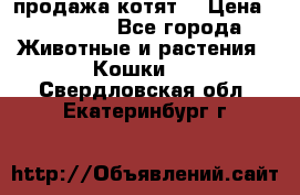 продажа котят  › Цена ­ 15 000 - Все города Животные и растения » Кошки   . Свердловская обл.,Екатеринбург г.